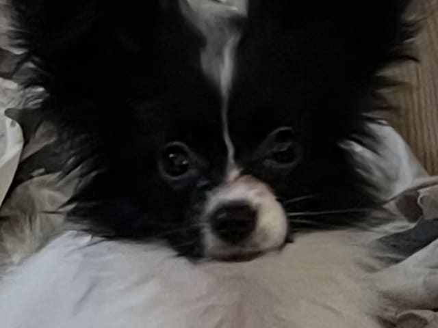 Papillon