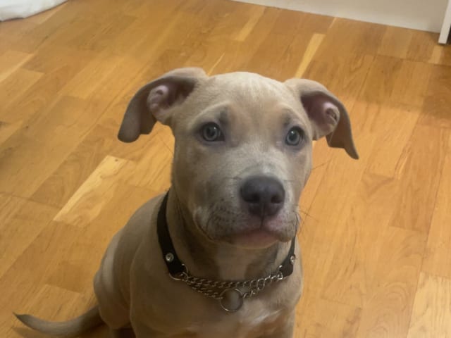 American Staffordshire Terrier