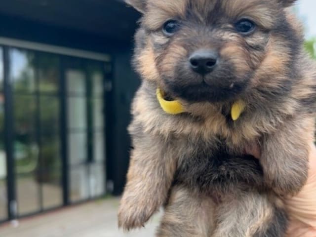 German Spitz – Kleinspitz · København S · Gypsy Magic