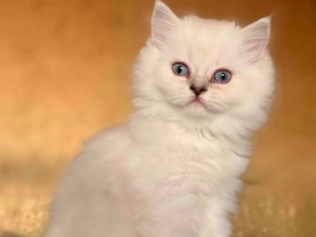 British Longhair