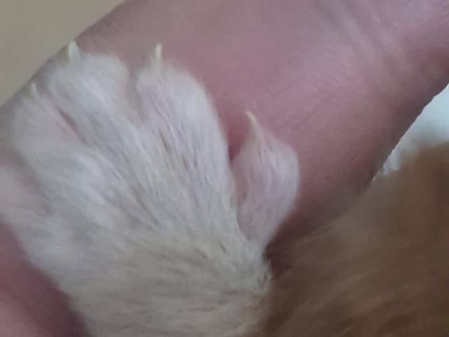 Maine Coon · Västra Frölunda · Dagdrivarn