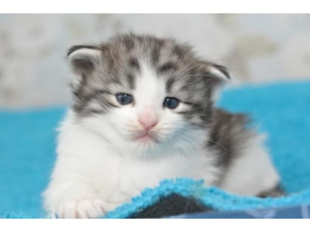 Norwegian Forest · Fjärås · S*Viento's