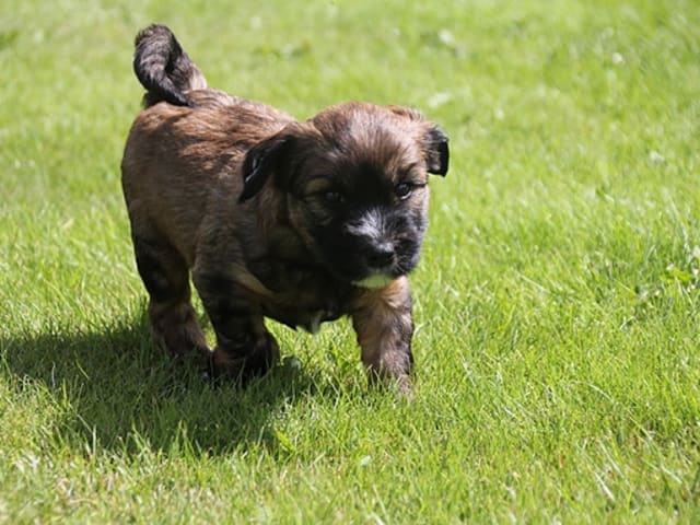 Tibetansk terrier