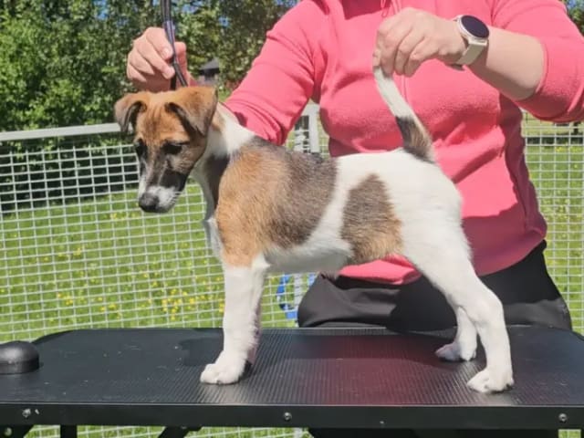 Smooth Fox Terrier