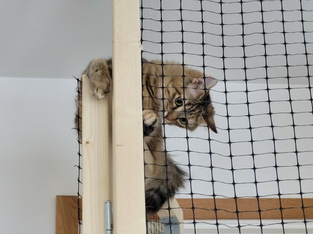 Maine Coon · Västra Frölunda · Dagdrivarn