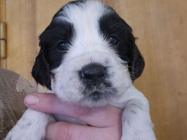 English Springer Spaniel