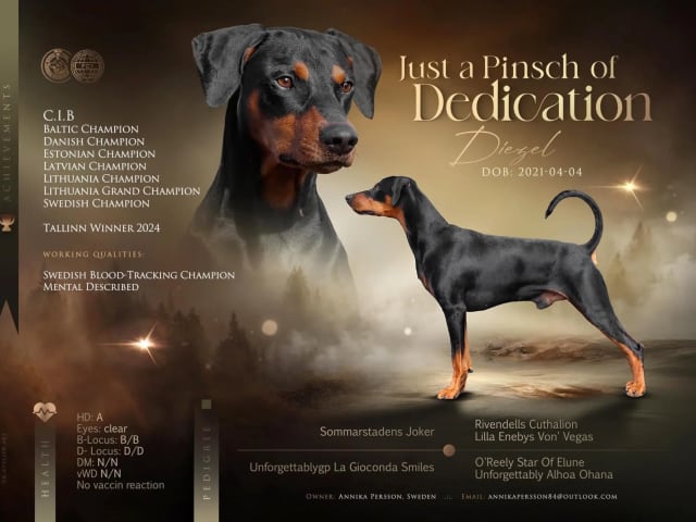 Pinscher · Steinkjer · Pelskling