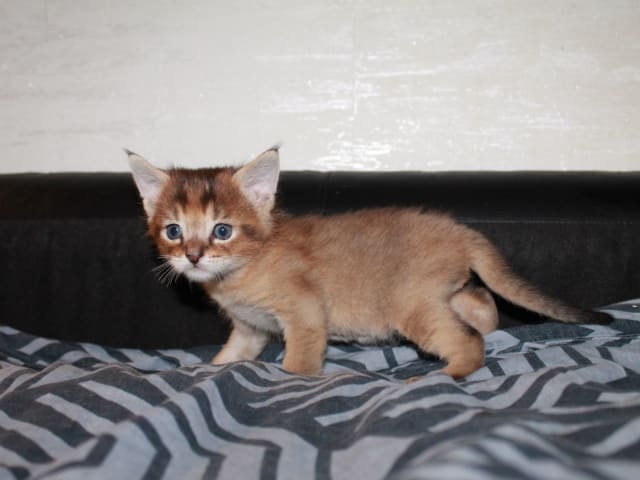 Exotic Shorthair