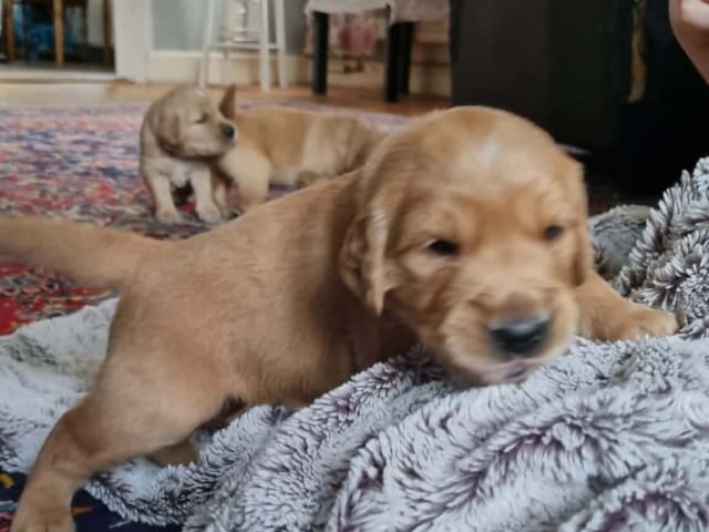 Golden Retriever · Bengtsfors · Sjöviksgårdens Golden Joy