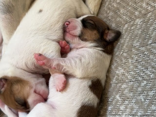 Danish Swedish Farmdog · Hemsedal · Kristin Lysne Larsen