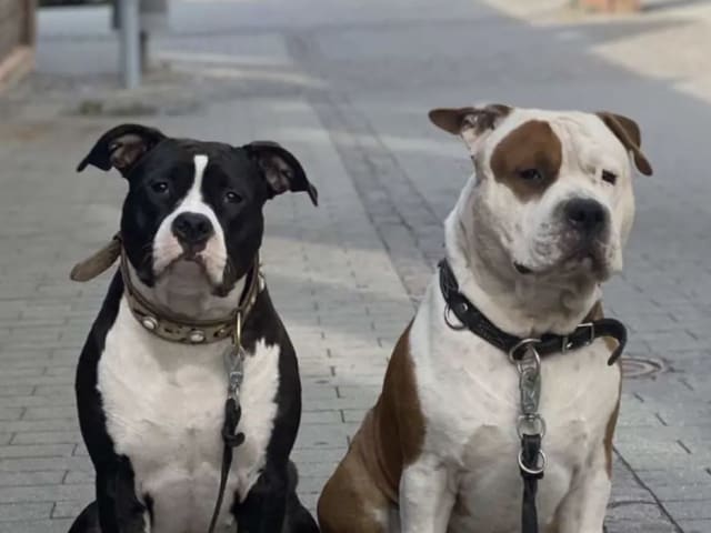 American Staffordshire Terrier