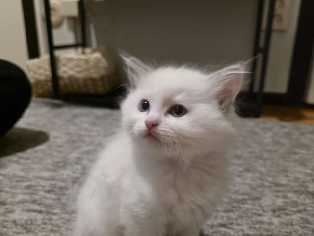 Ragdoll · Norrköping · Benjamin I.