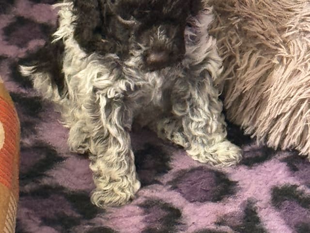 Lagotto Romagnolo