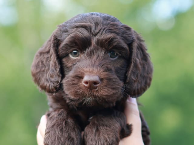 Bernedoodle
