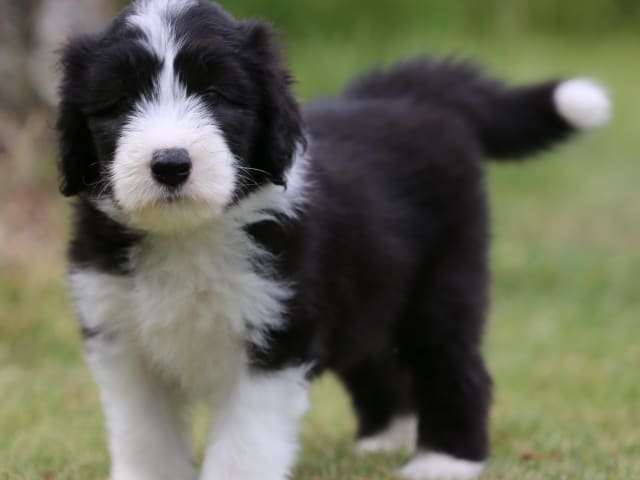 Bearded Collie · Hammarö · Hillbacka