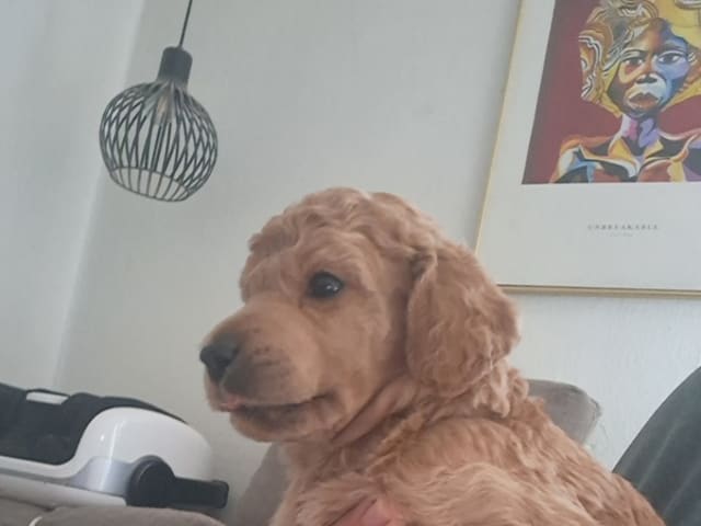Standard Poodle · Svinninge · Golden Curly Dream