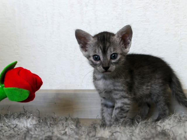 Egyptian Mau