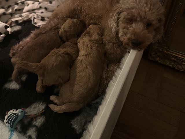 Miniature Poodle