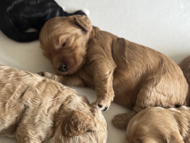Cockapoo · Fornebu · Kaja F.