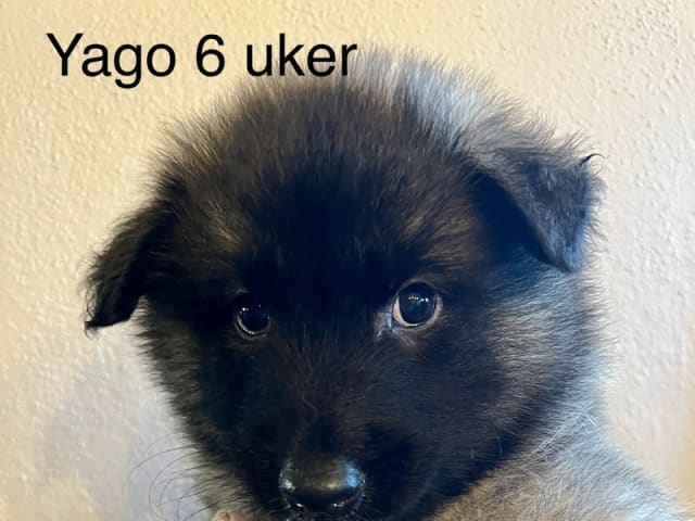 Traxa's