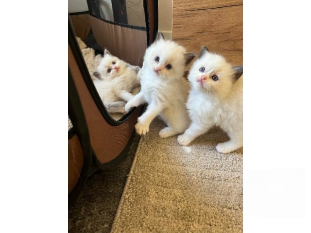 Ragdoll · Trollhättan · SE*Sapphire Blue Eyes