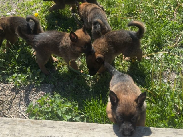 Belgian Malinois