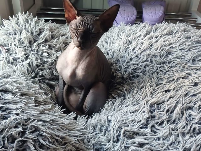 Sphynx · Grums · Eric H.