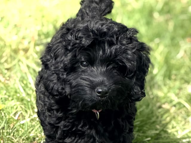 Cockerpoo