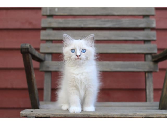 Ragdoll