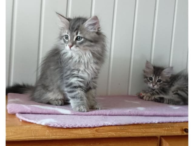 Sibirisk katt · Idkerberget · SE*Tayna Urala