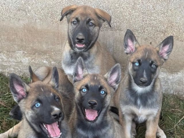 Husky Malinois · Ulricehamn · Husky Malinois