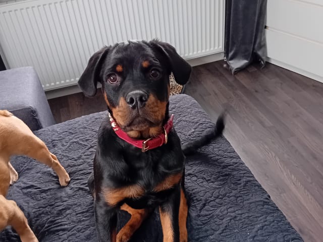 Rottweiler