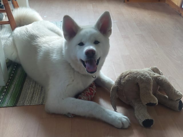 Akita inu · Dorotea · Krayon's kennel