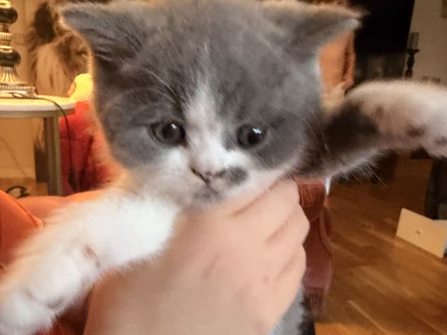 British Shorthair · Katrineholm · Crazy catlady