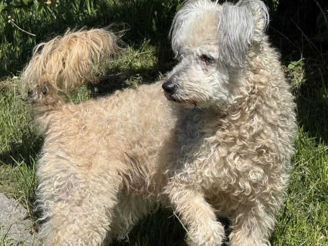 Pumi · Halmstad · Skallabackens kennel