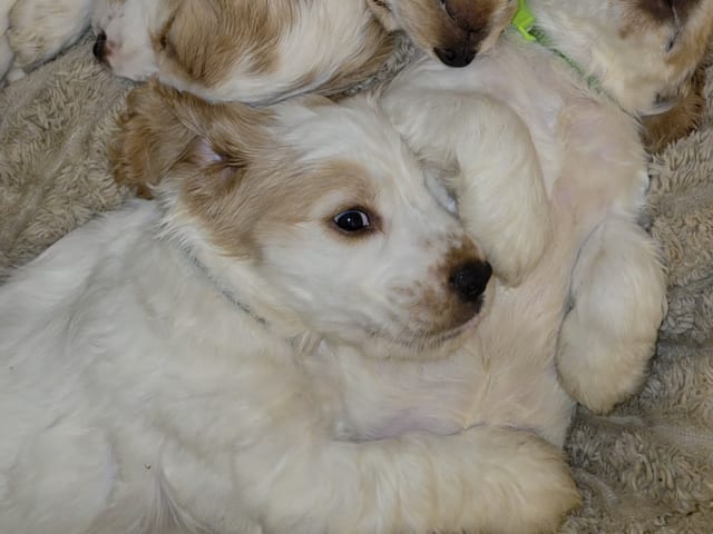 Cocker Spaniel · Södertälje · Savanah B.
