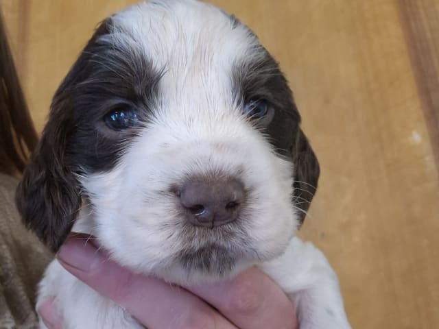 English Springer Spaniel
