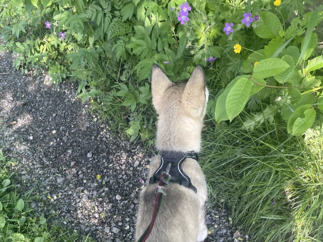 Alaskan Malamute