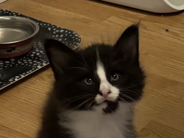 Norwegian Forest · Enköping · Lodahlshjem
