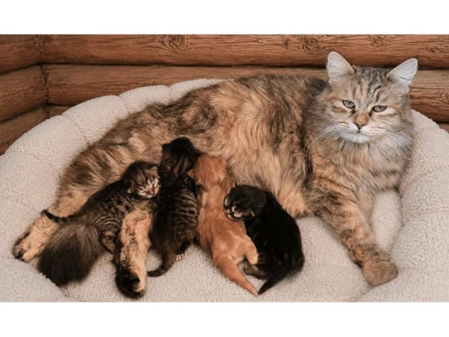 Sibirisk katt · Hofors · SE*Fazette's