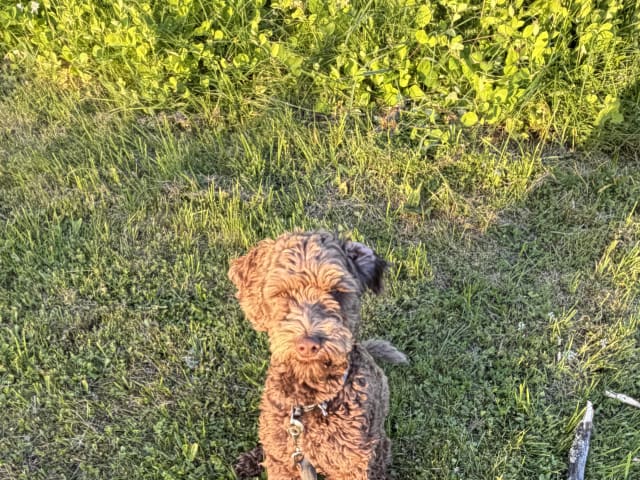 Labradoodle