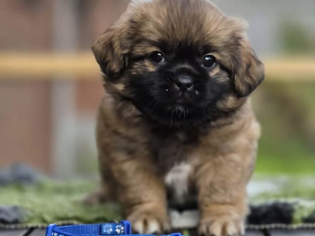 Tibetansk spaniel · Vesløs · Amtofts Kær