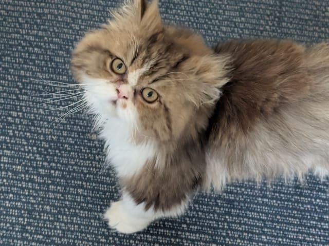 Persian