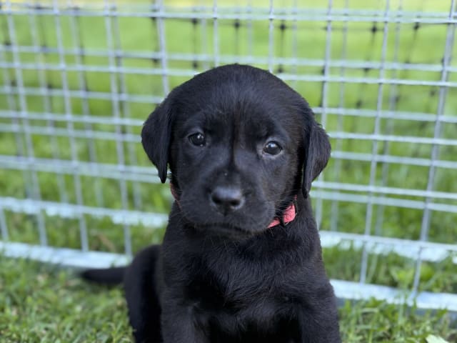Labrador · Björkvik · Cani Lee
