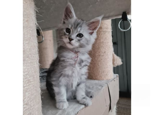 Maine Coon · Glanshammar · SE*Trollius New Moon