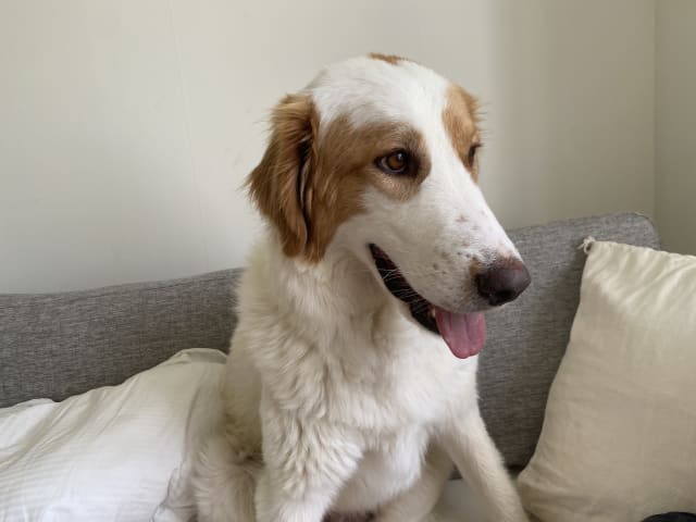 Maremma Abruzzese Sheepdog · Julita · Henrik E.