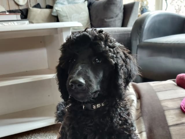 Standard Poodle · Holmestrand · Anette Røkenes