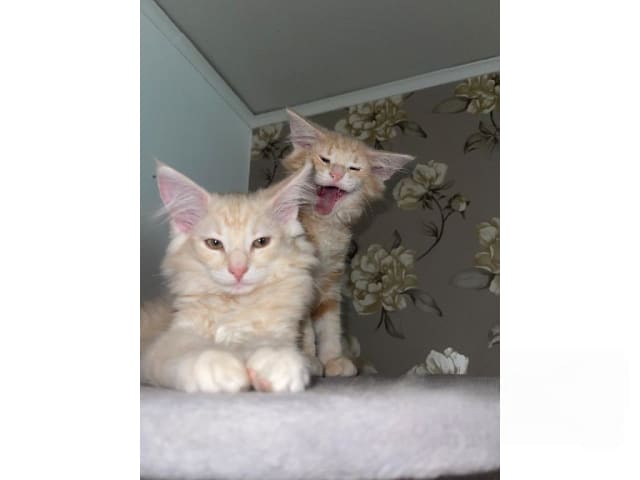 Norwegian Forest · Fellingsbro · SE*Chajoz mjukizzar
