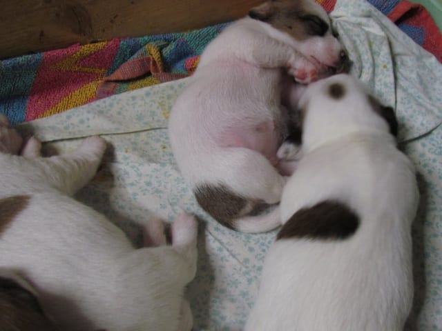 Jack russell terrier · Give · Strelluf