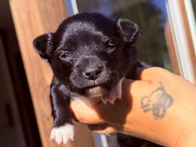 Chihuahua